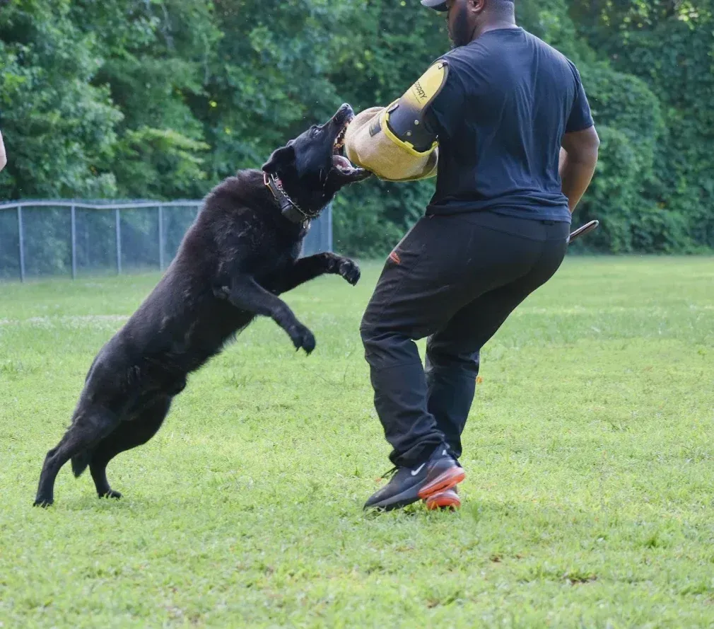 Black German Shepherd dog waling next to the owner.