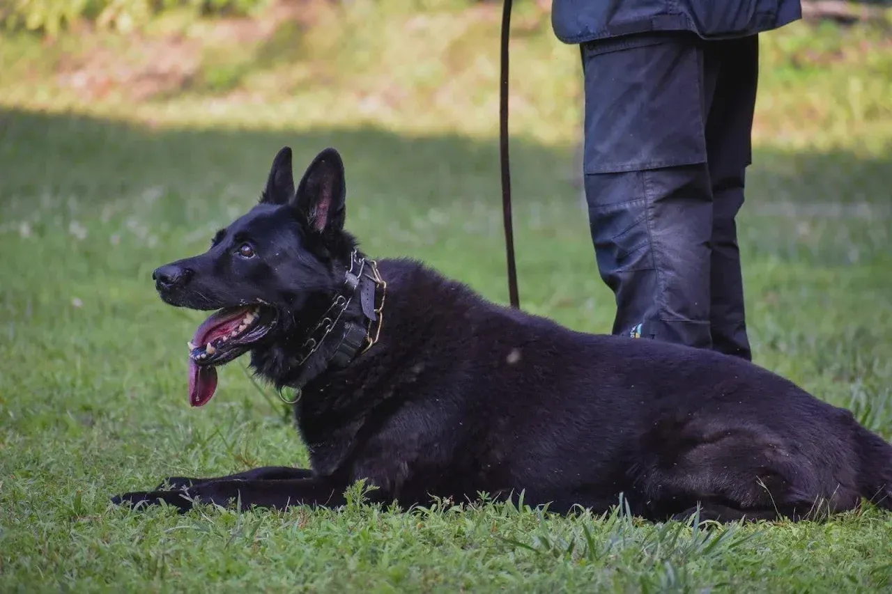 Black German Shepherd dog with erect ears and pink tongue, looking directly at the camera.