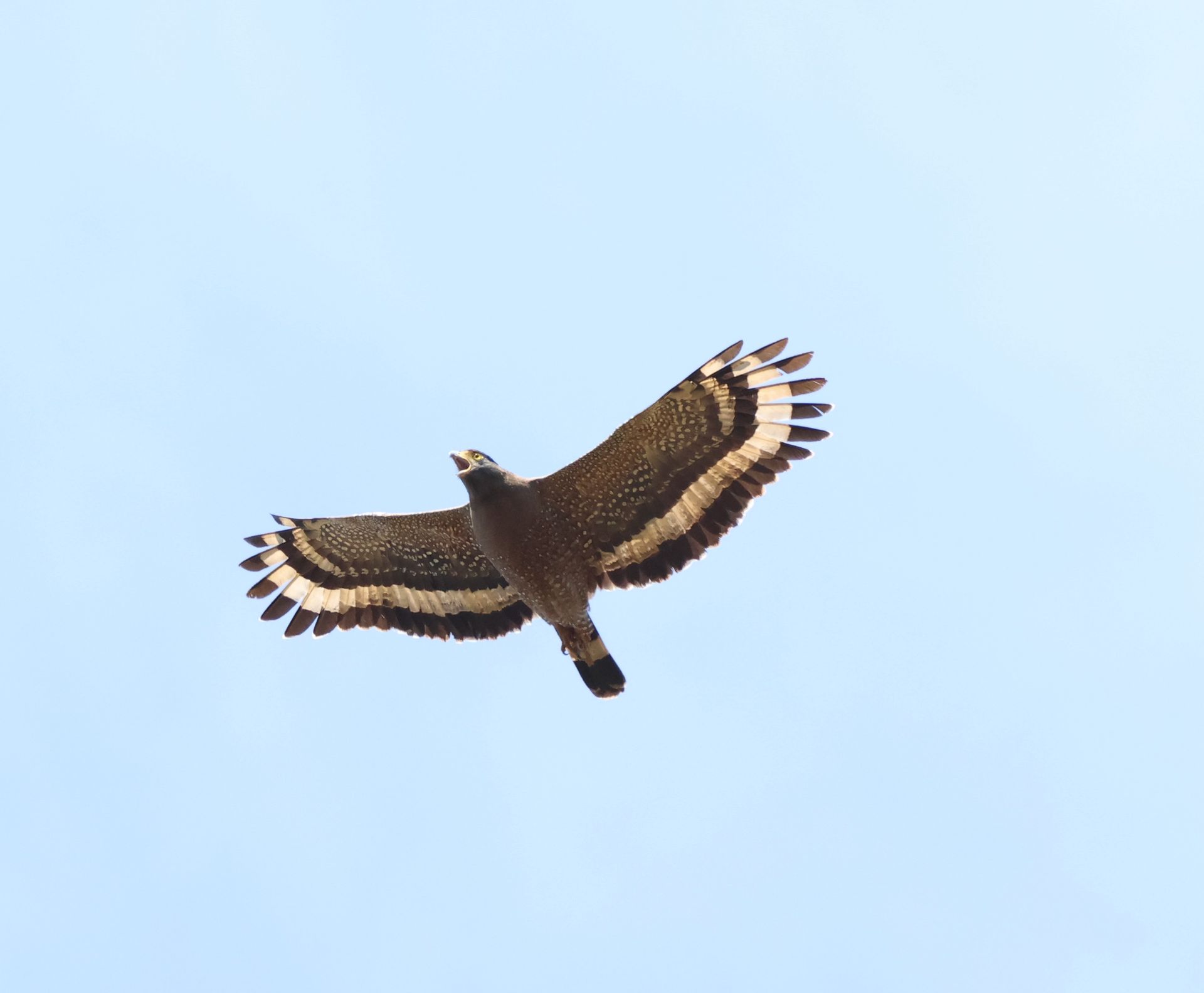 crested serpent eagle svc stays
