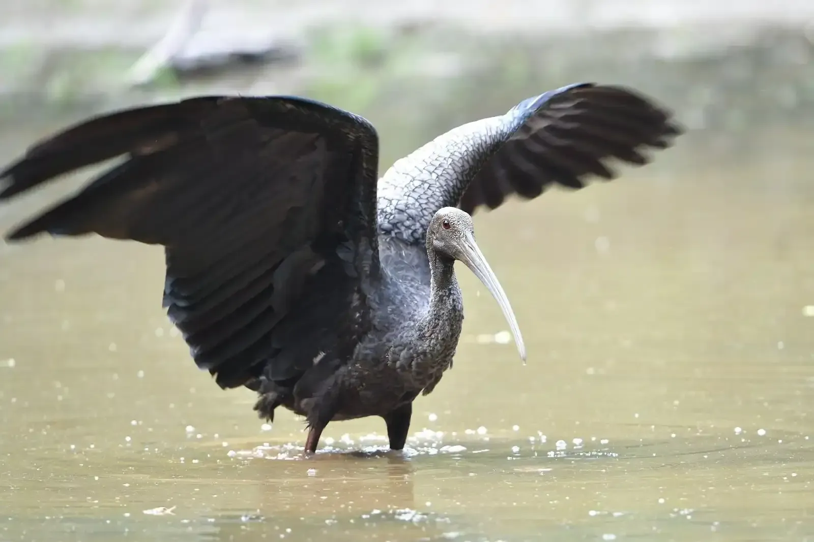 ibis svc stays
