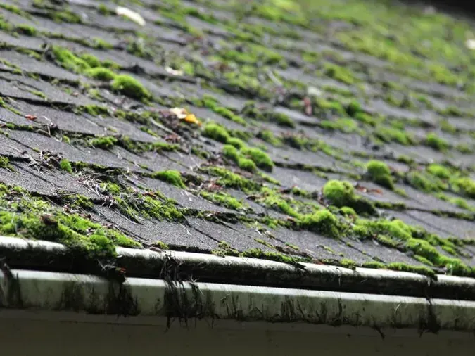 A close up of a roof with moss growing on it.