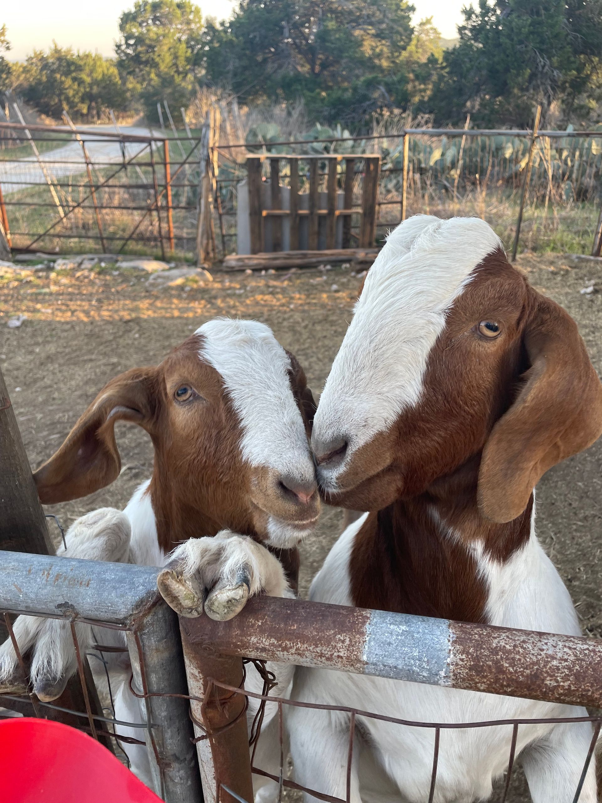 Two brown and white Boer goats stand together behind a metal fence, looking forward in a rural outdoor setting.