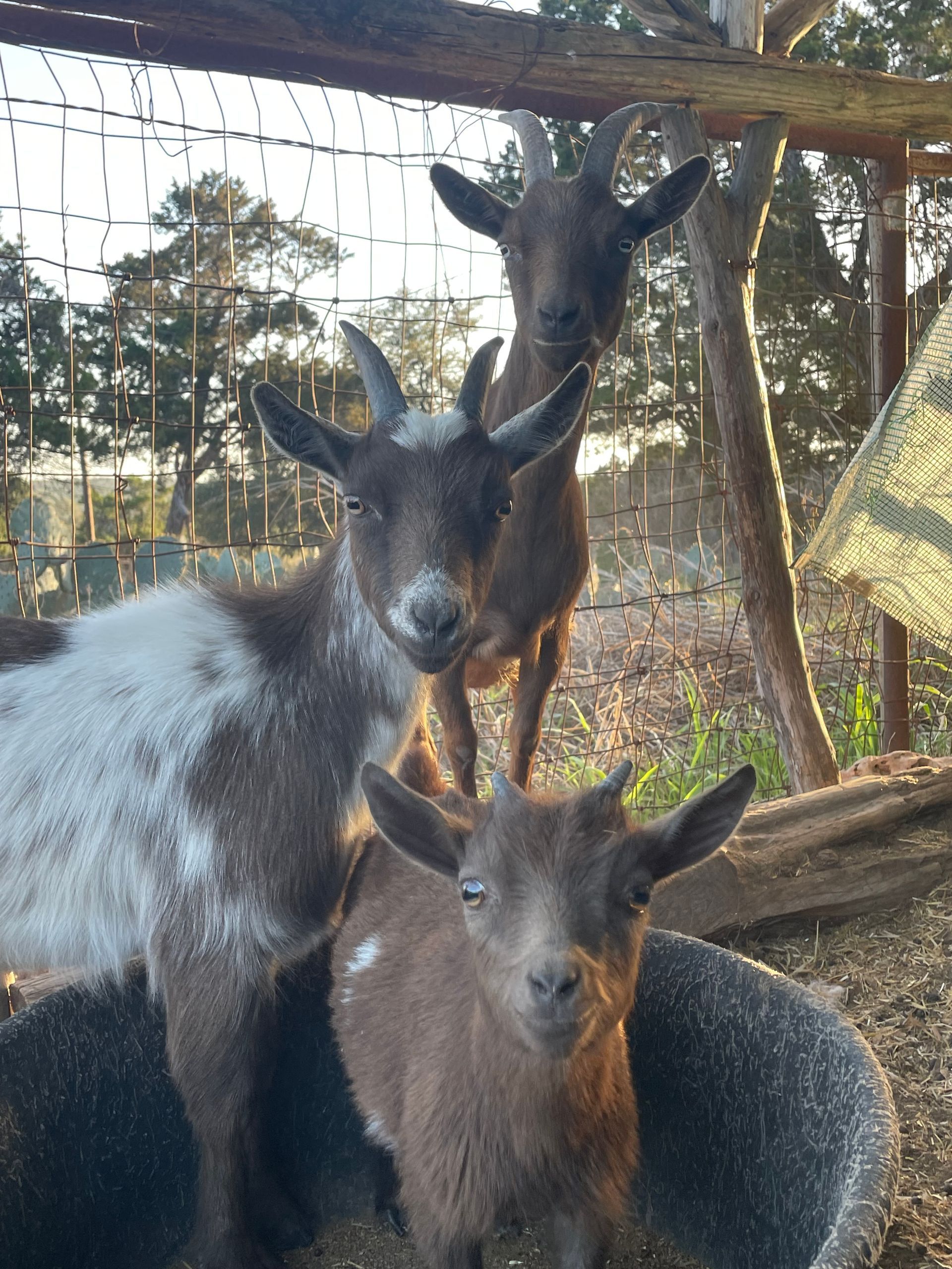 Three goats of varying colors—two brown and one white-spotted—standing together outdoors near a wooden structure.