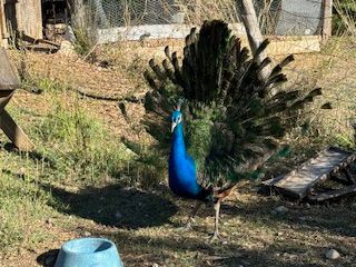 A peacock is standing in the grass with its feathers spread out.