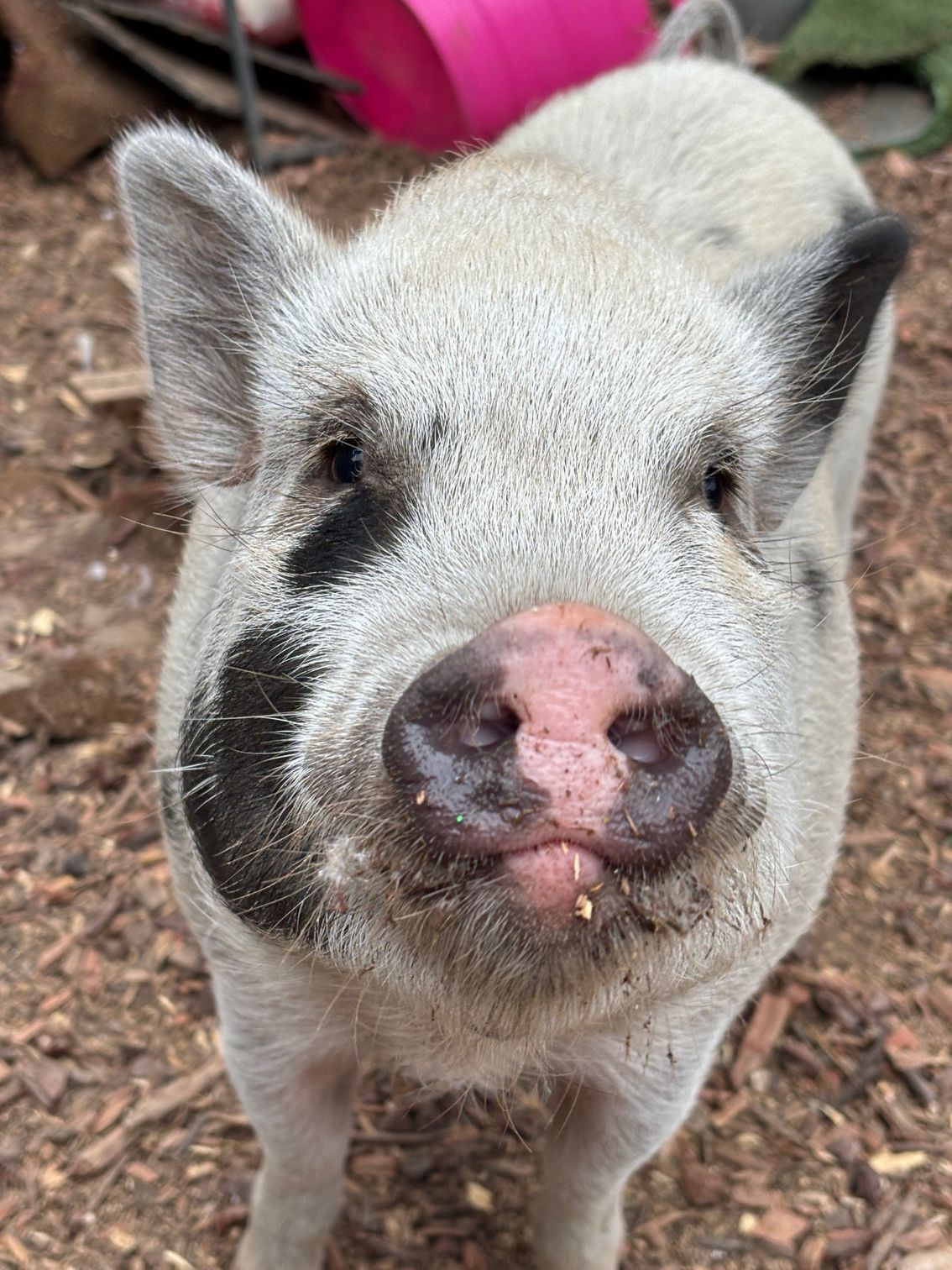 A close-up, high-angle shot of a light-colored pig with a large black patch over its left eye, standing on wood chips.