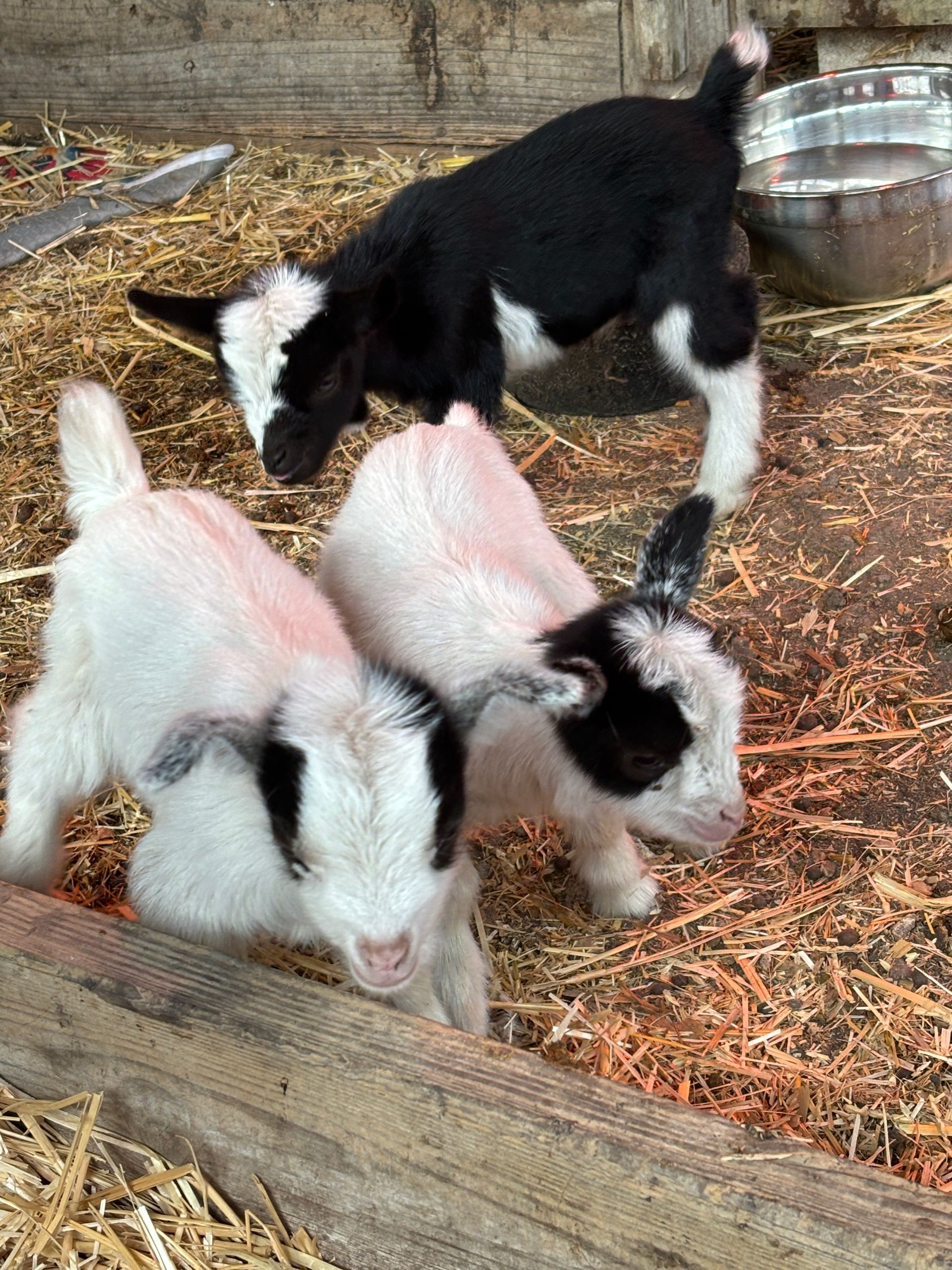 Three small goat kids, two white and one black, standing in a straw-filled pen near a metal water bowl.