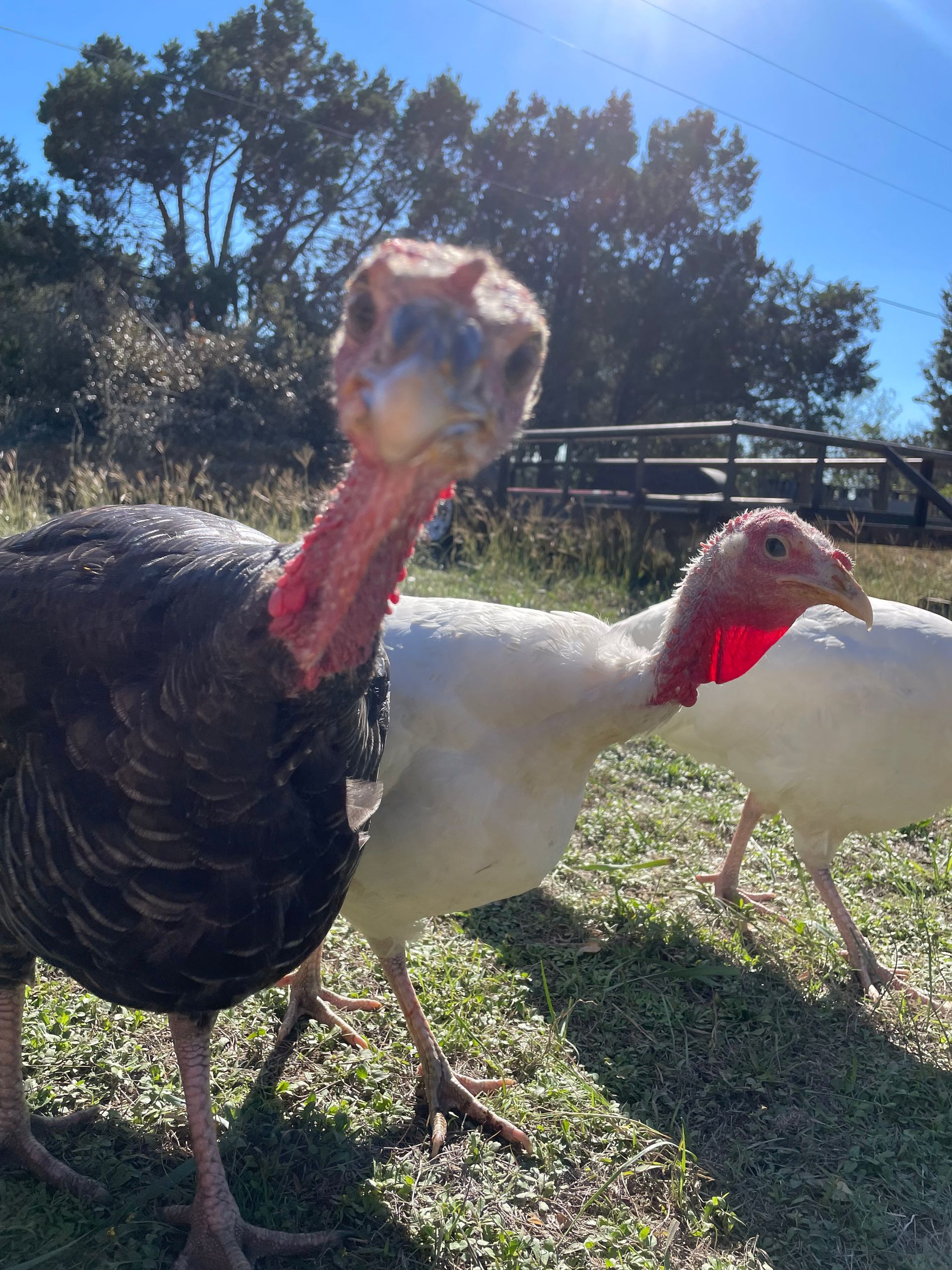 A dark-feathered turkey stands in the foreground, with two white turkeys beside it on a grassy outdoor farm lot.