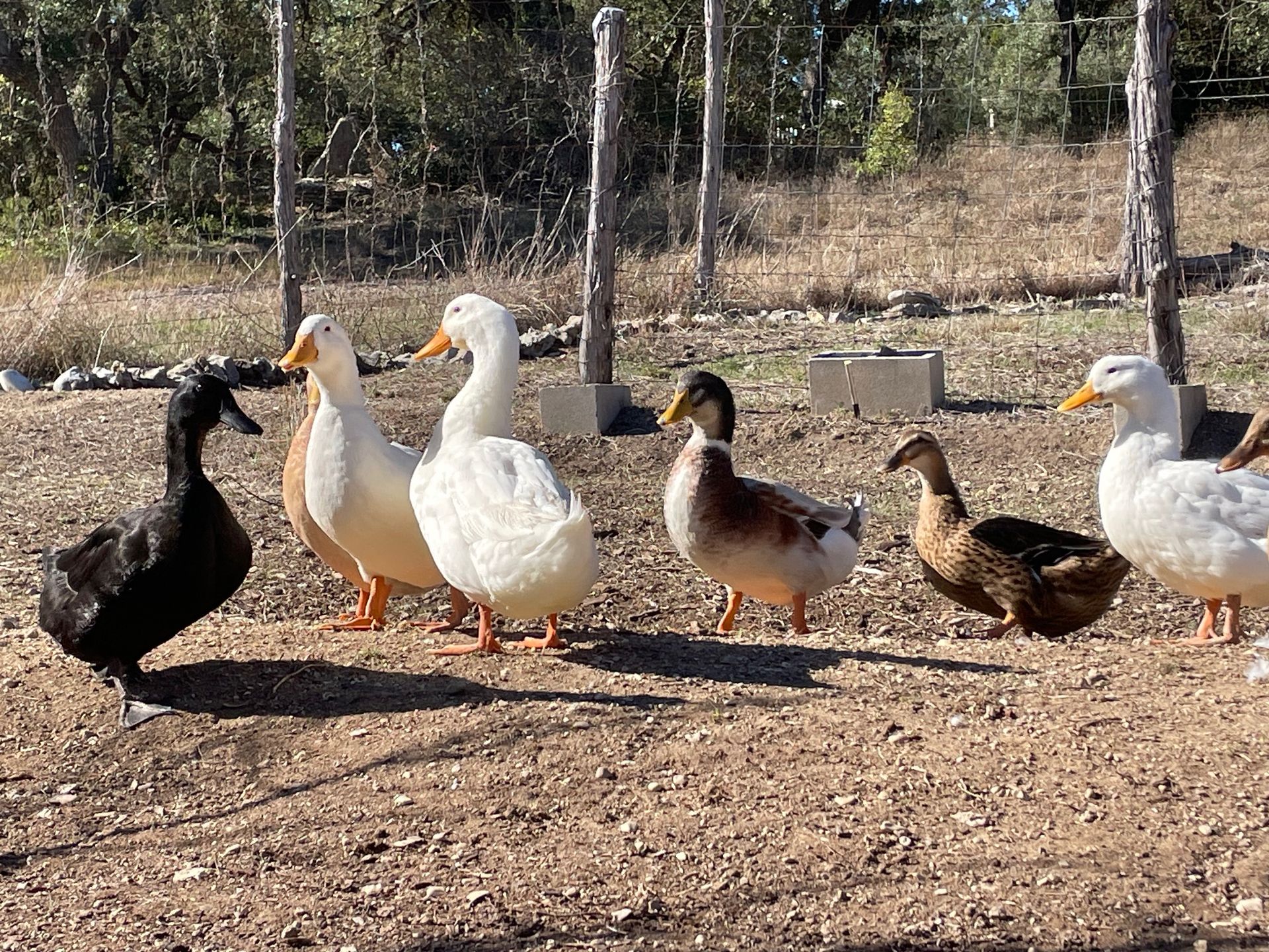 A group of six ducks in various shades of white, black, and brown standing in a sunlit, fenced-in dirt yard.