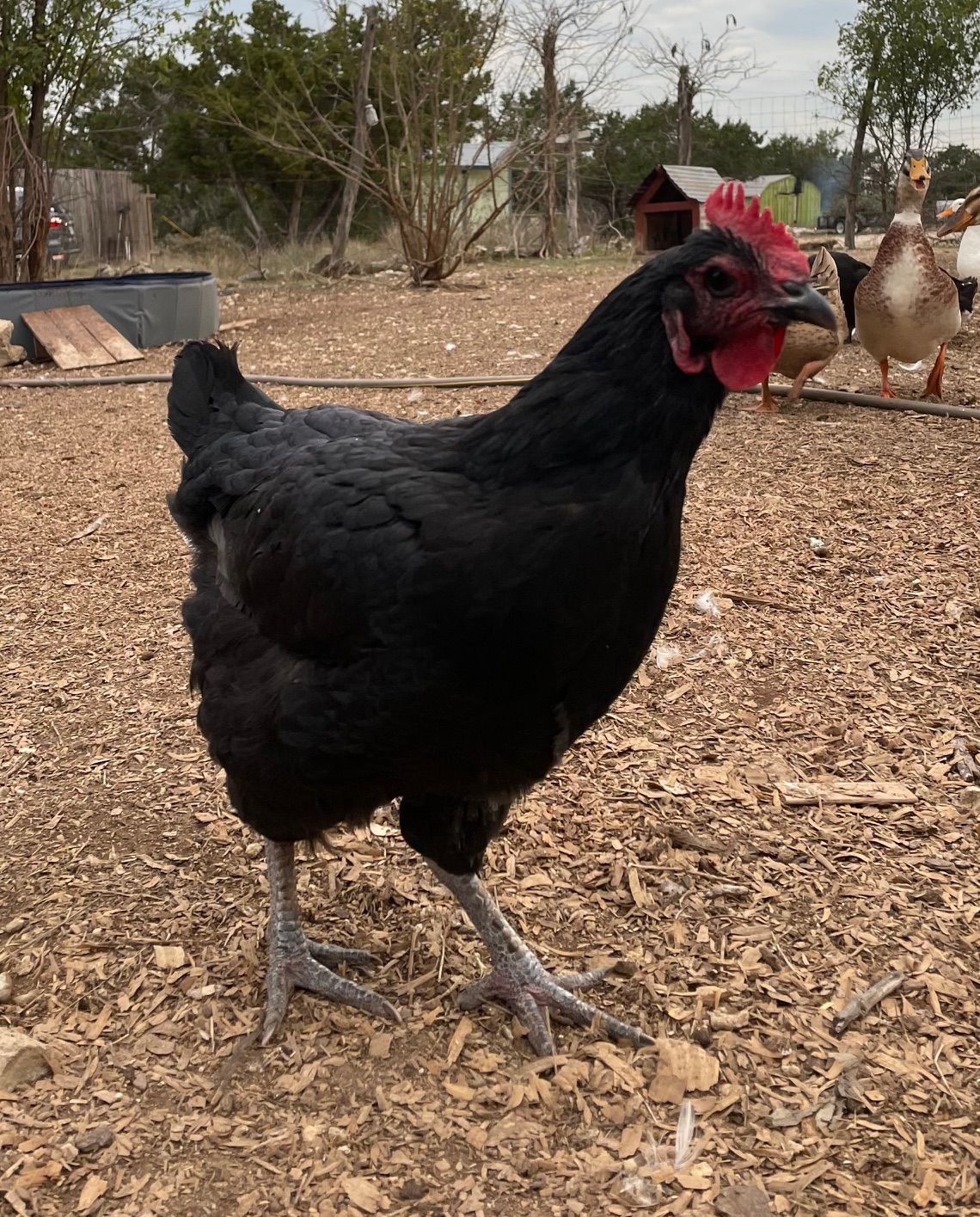 A solid black chicken with a bright red comb and wattles standing on wood chips in a rural outdoor setting.