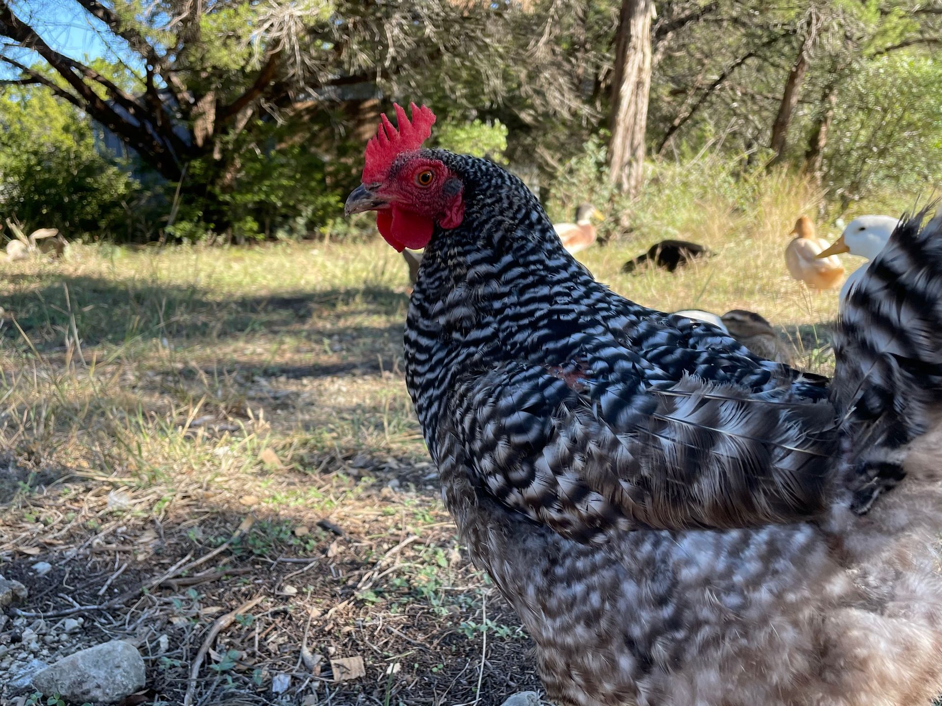 A barred Plymouth Rock chicken standing in a sunlit grassy field with several ducks in the background.