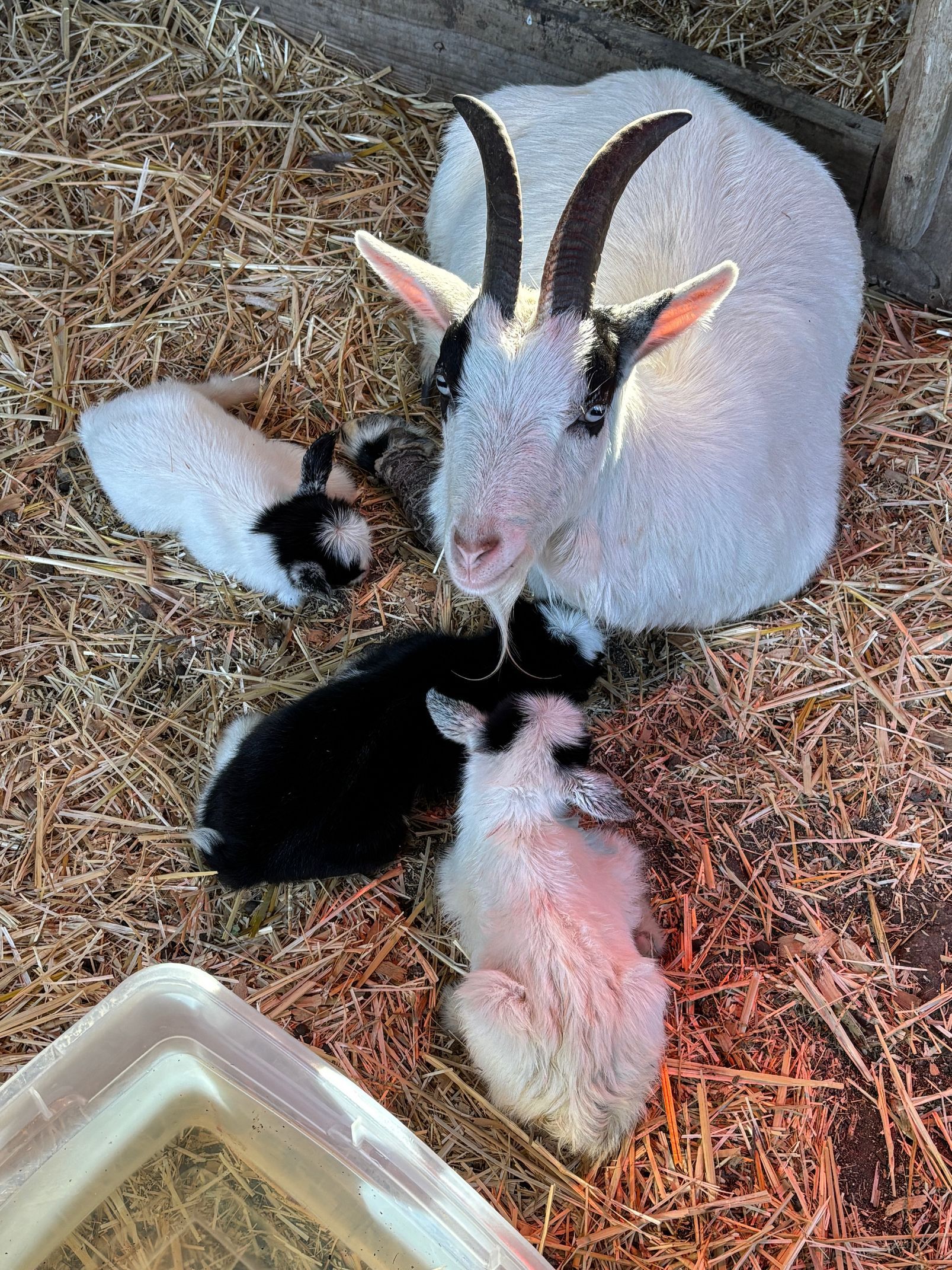 A white goat with dark facial markings and horns resting on straw with three small, multicolored kids nearby.