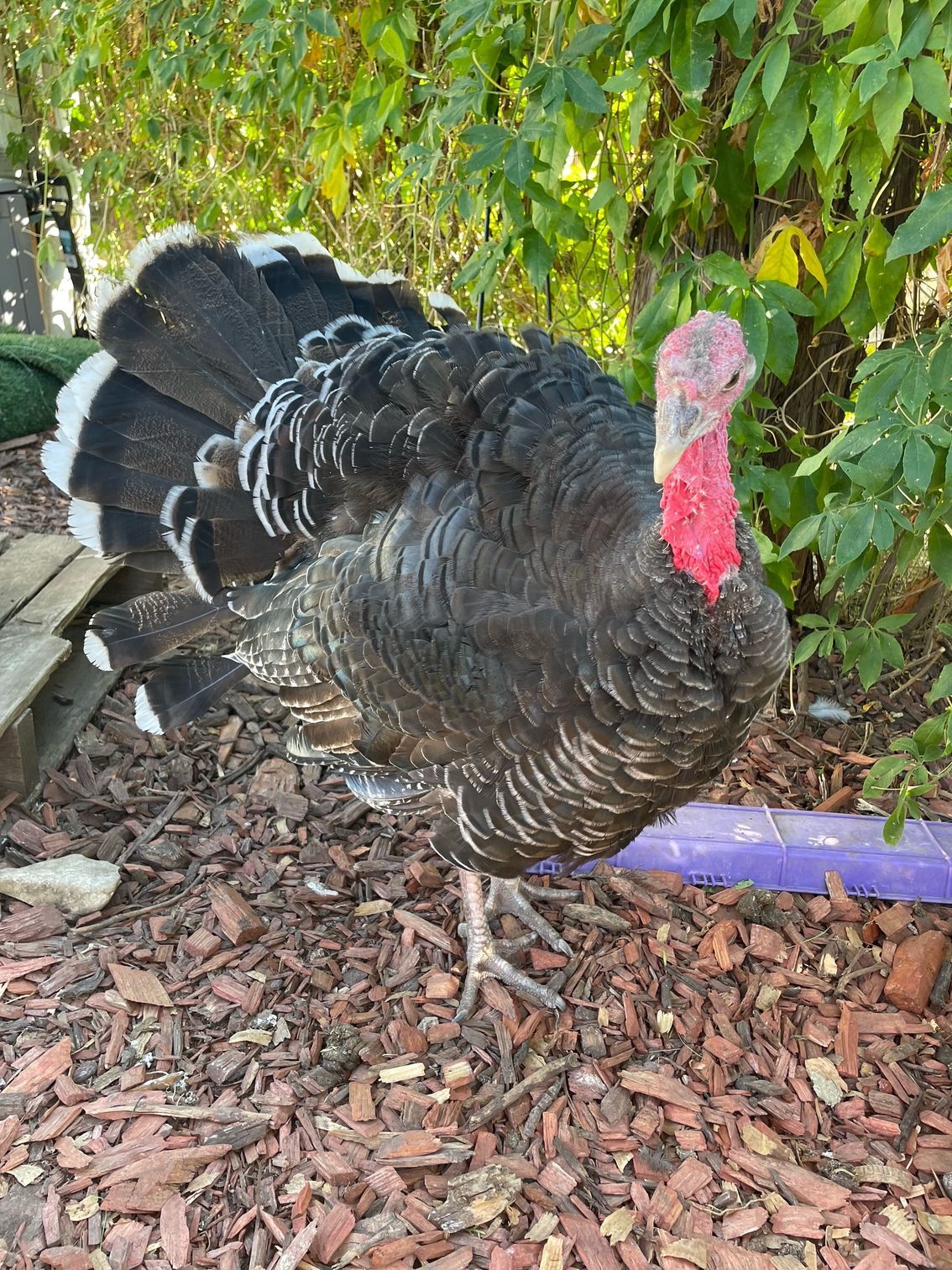 A domestic turkey with black plumage and a red wattle stands on wood mulch near green foliage.