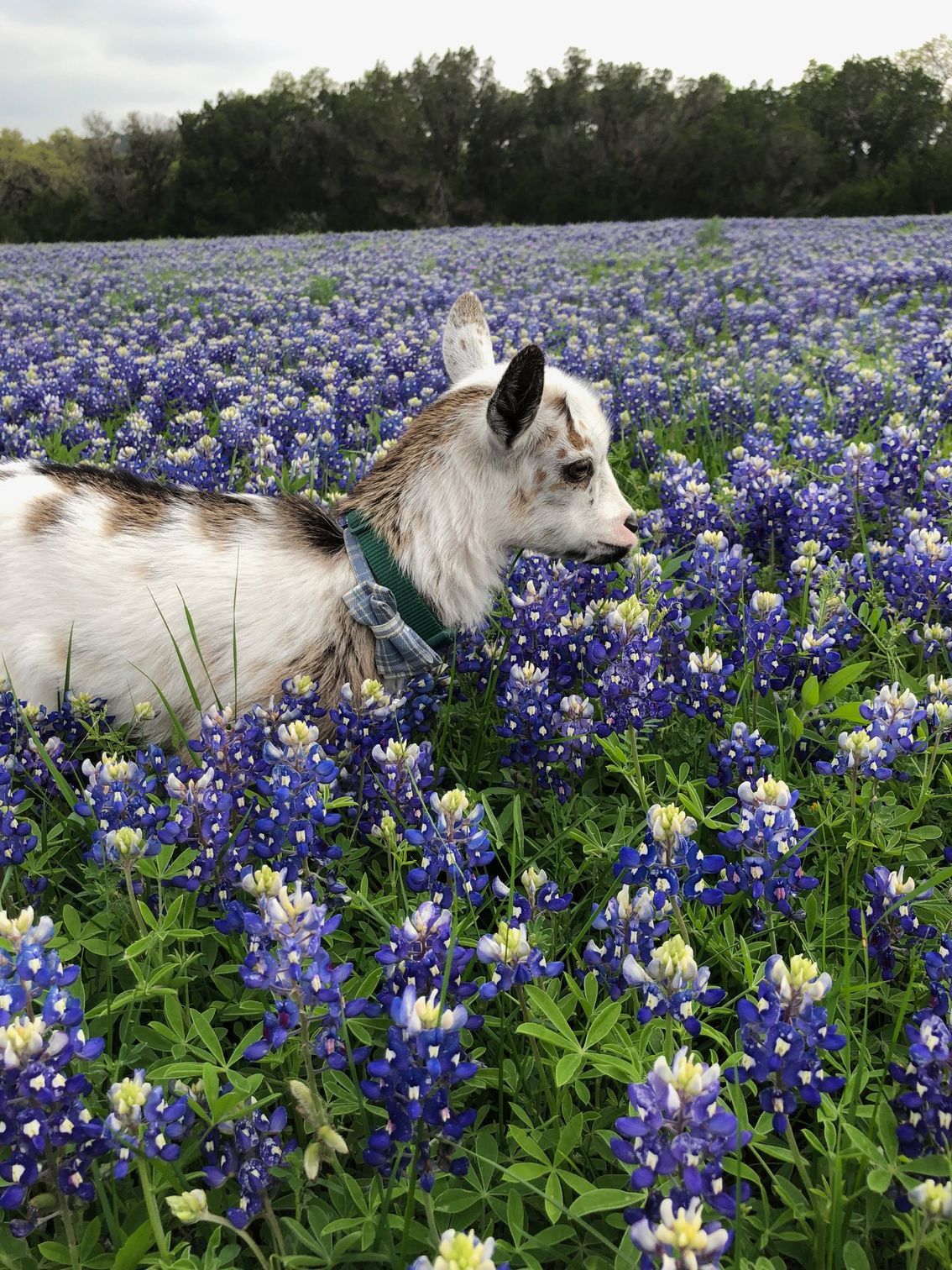 A small white and brown goat with a green collar standing in a large field of blooming bluebonnet flowers.