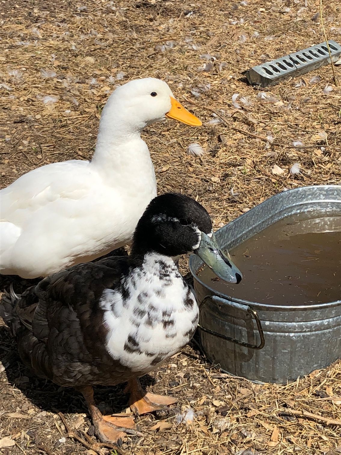 A white duck and a black-and-white mottled duck stand next to a small metal water trough in a dry, straw-covered area.