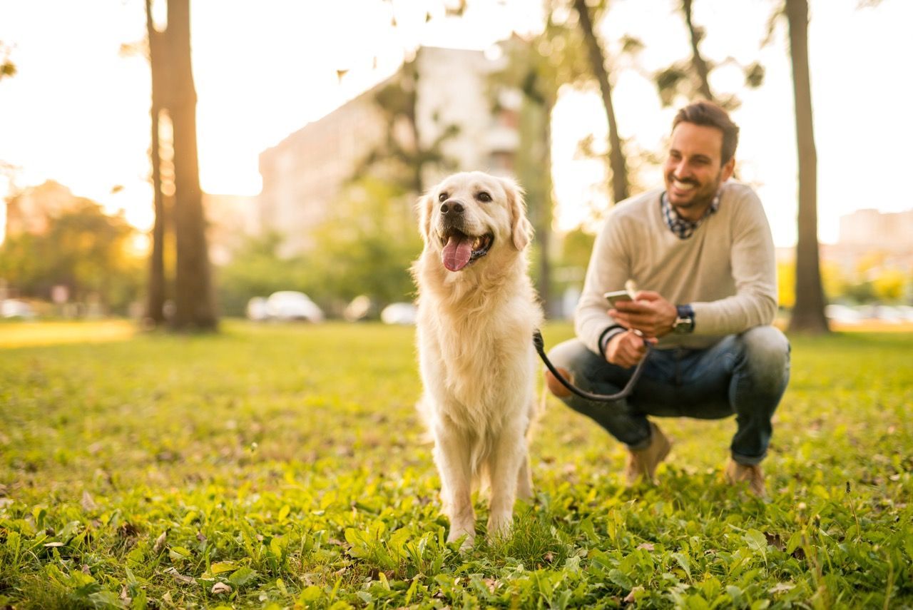 Golden retriever and smiling person kneeling on grass in a sunny park with warm evening light