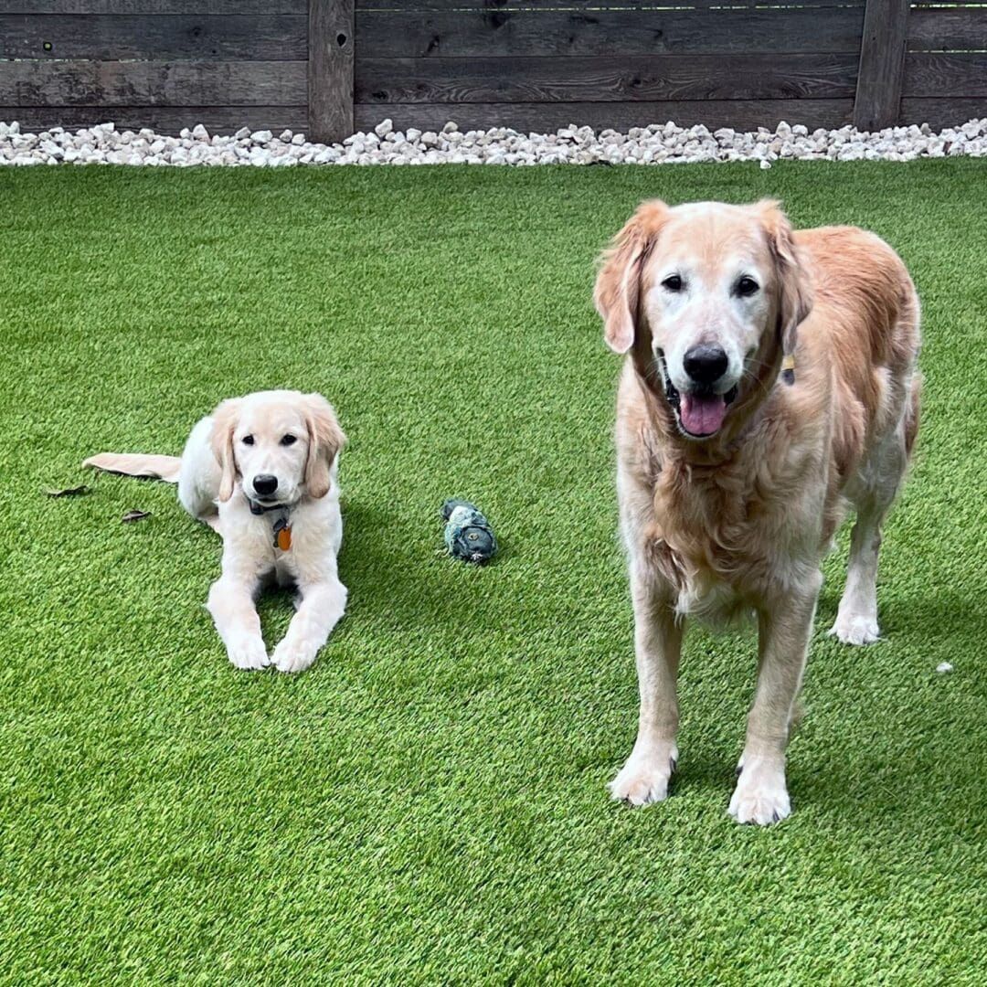 A puppy lying down and an adult dog standing on a green lawn, both golden-colored, near a small grey toy.