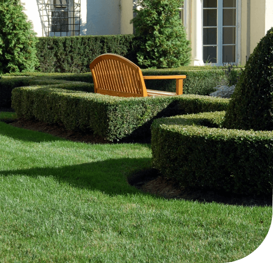 A wooden garden bench sits nestled within neatly manicured green boxwood hedges on a sunny lawn.