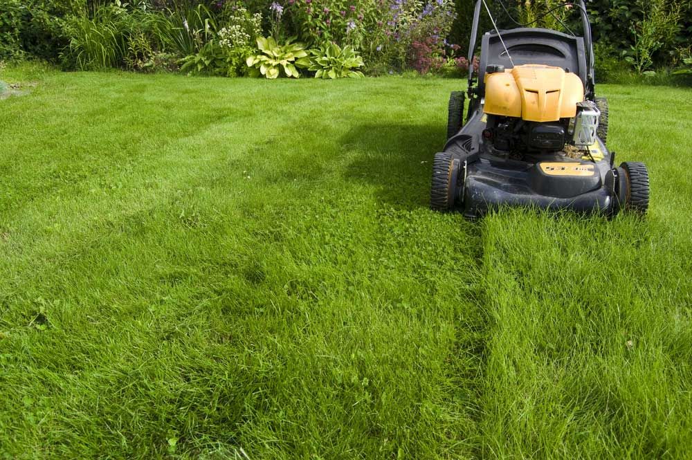 A Yellow Lawn Mower is Cutting a Lush Green Lawn — Great Lakes Mowers & Chainsaws In Hallidays Point, NSW