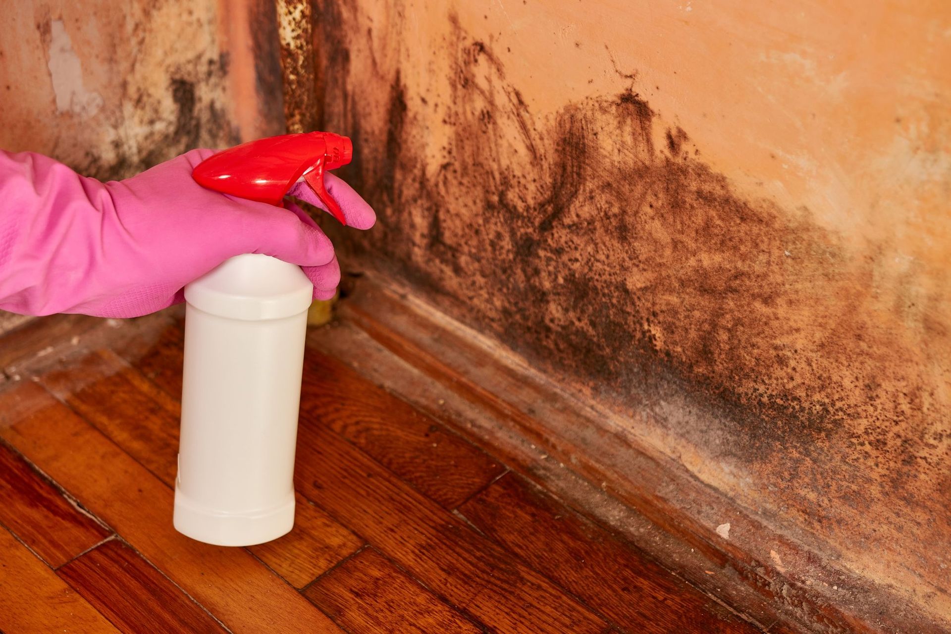A person in pink gloves sprays cleaning solution on a wall covered in dark mold stains near a wooden floor.