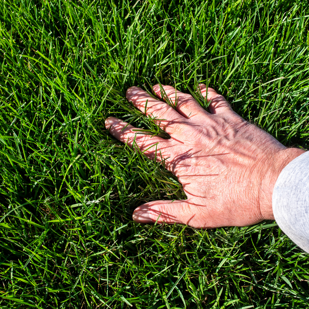 new lawn