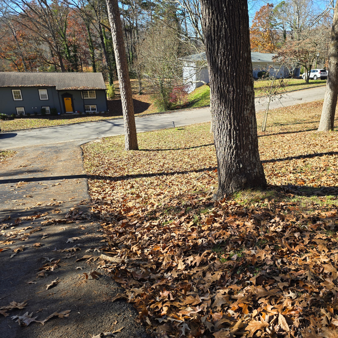 before leaf cleanup in chattanoga