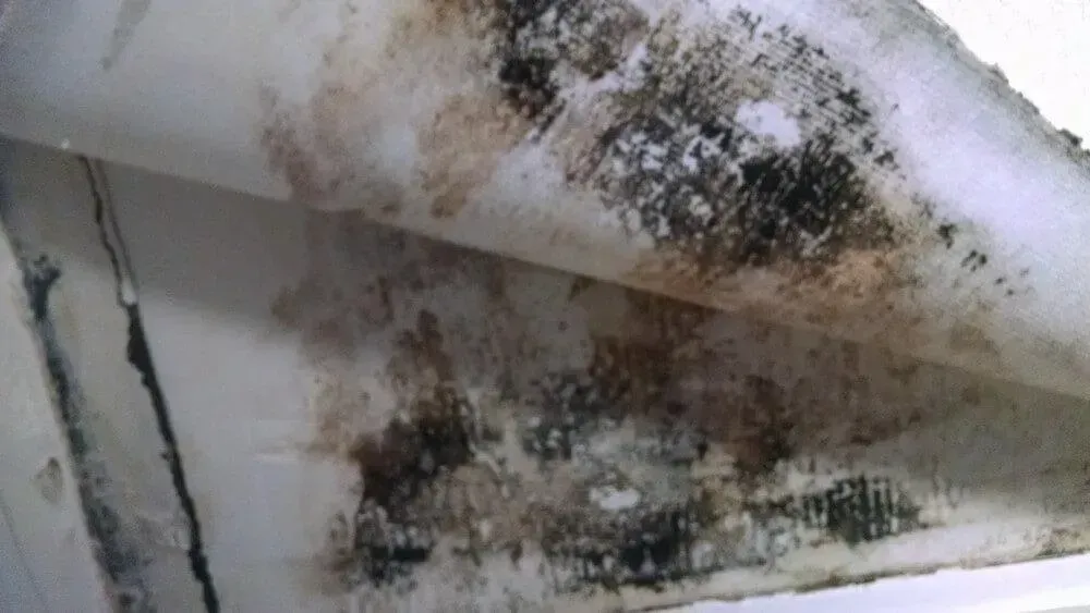 Mold growth on peeling white ceiling. Black and brown discoloration visible.