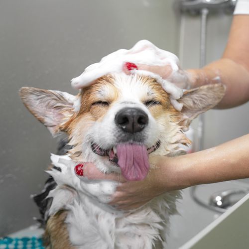 A Happy Dog Taking a Bath A Happy Dog Taking a Bath