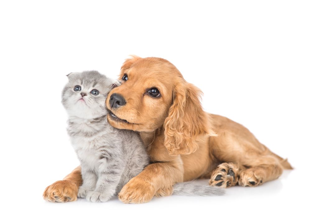 A Cute Cat and Dog
