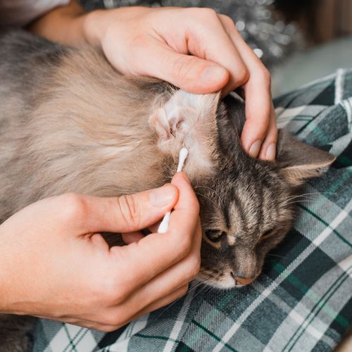 Professional Groomer Cleaning Cat's Ear Professional Groomer Cleaning Cat's Ear