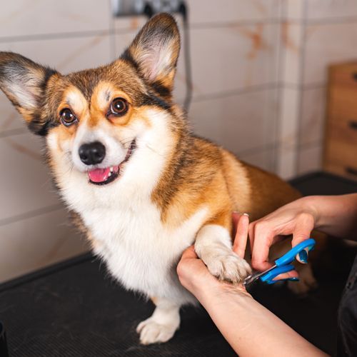 Professional Groomer Trimming Dog's Nail Professional Groomer Trimming Dog's Nail