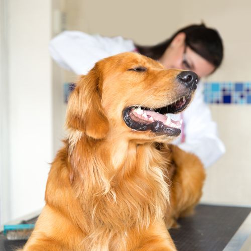 Professional Vet Checking Dog's Anal Gland Professional Vet Checking Dog's Anal Gland