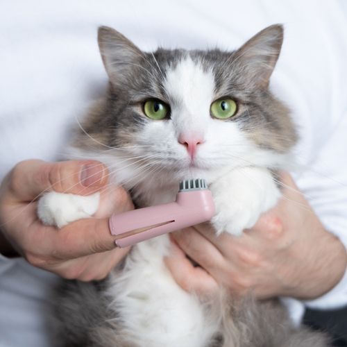 Professional Groomer With a Cat Ready for Teeth Brushing Professional Groomer With a Cat Ready for Teeth Brushing