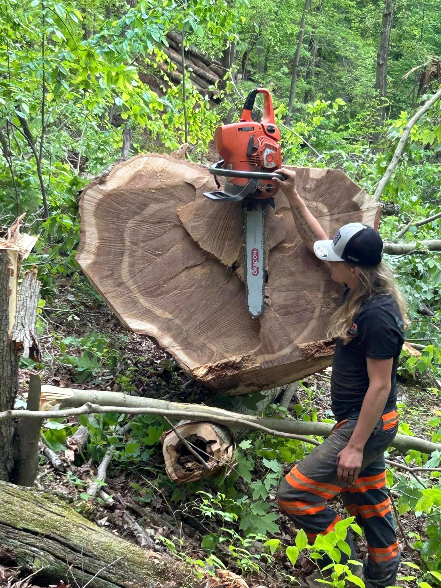 Man with chainsaw cutting a large tree trunk. Forest setting; man wearing safety gear.