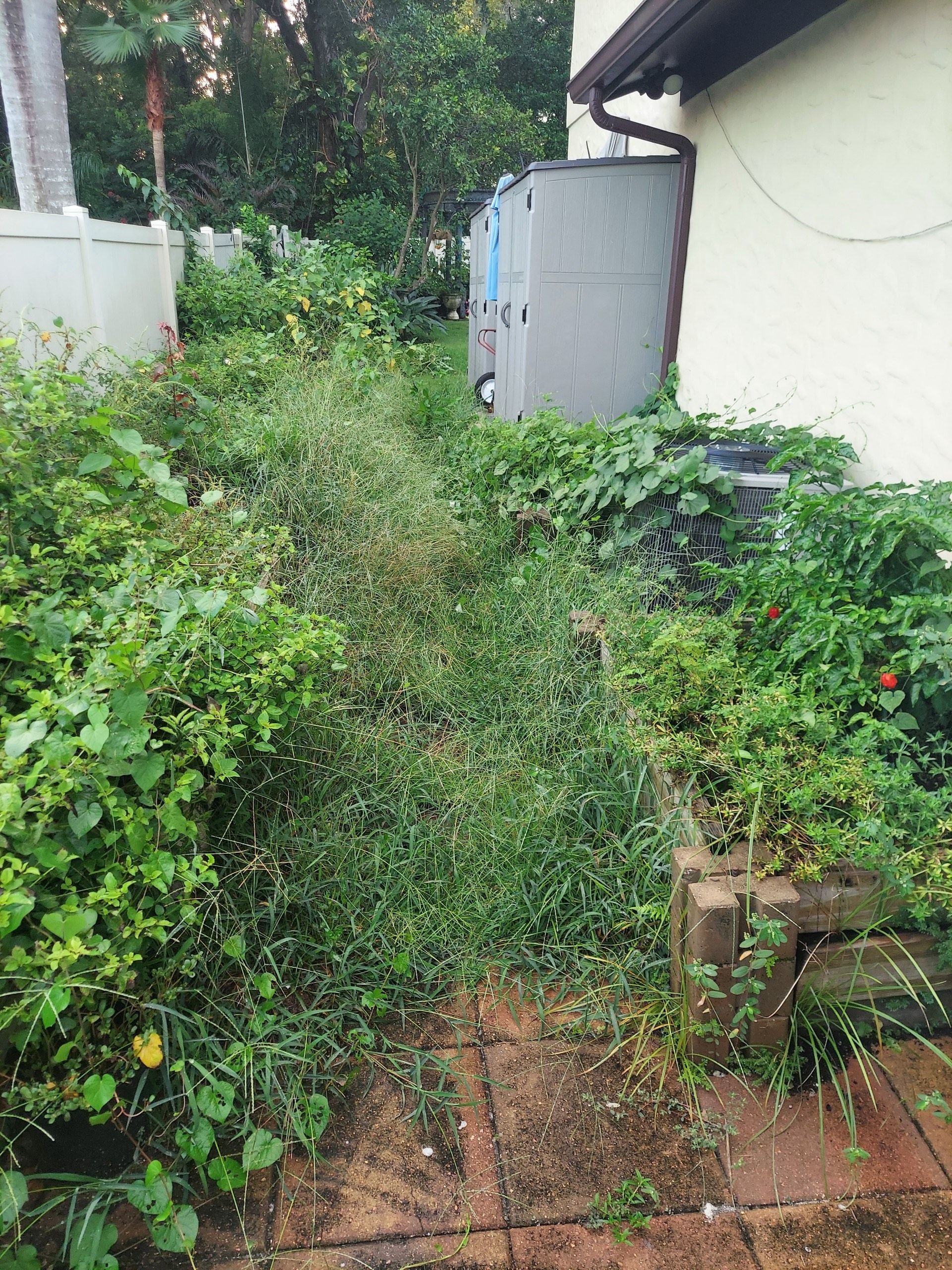 overgrown vegetation in sideyard