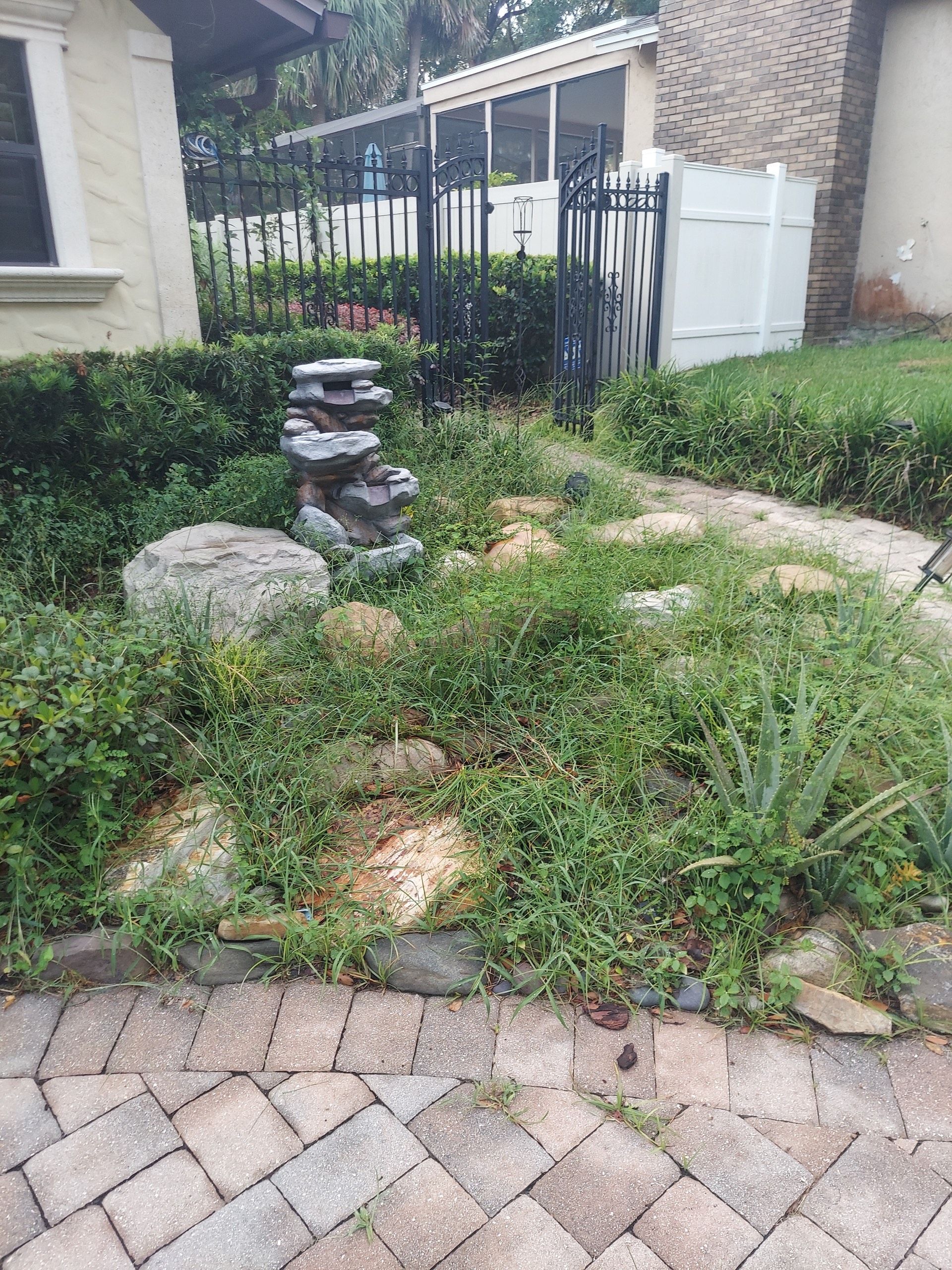 Overgrown vegetation in backyard