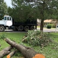 Cut tree logs and branches piled on a grassy lawn beside a parked truck