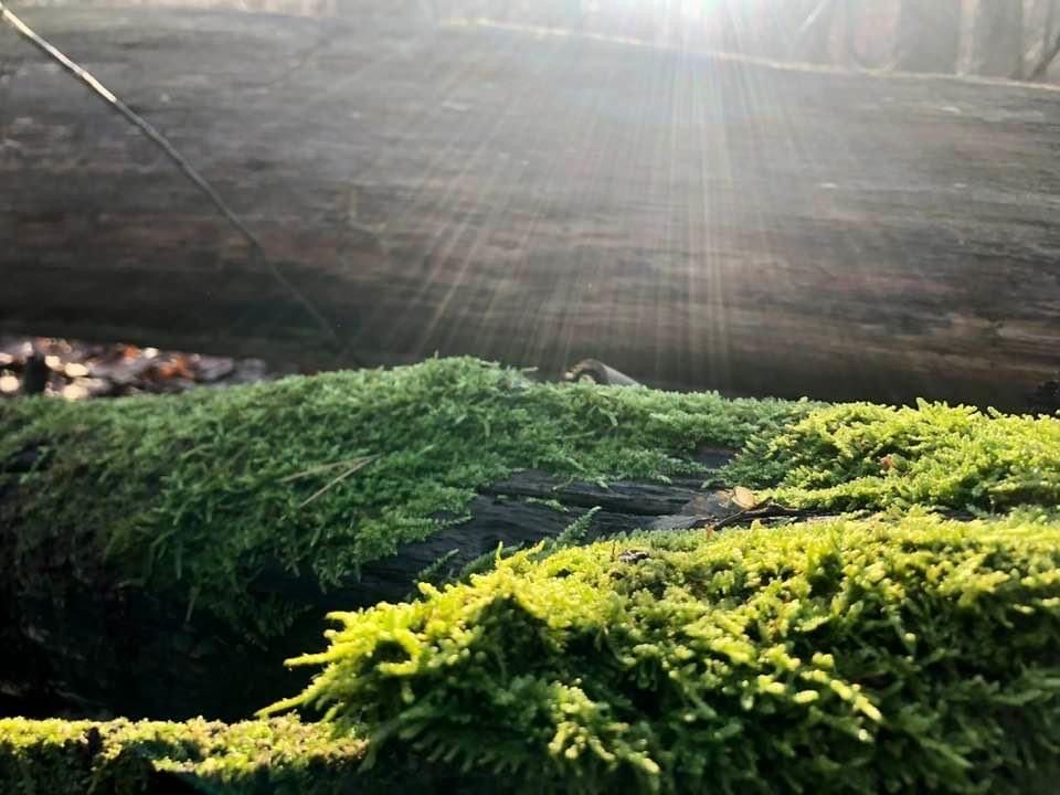 Moos mit Sonnenstrahlen als Hoffnungs-Symbol