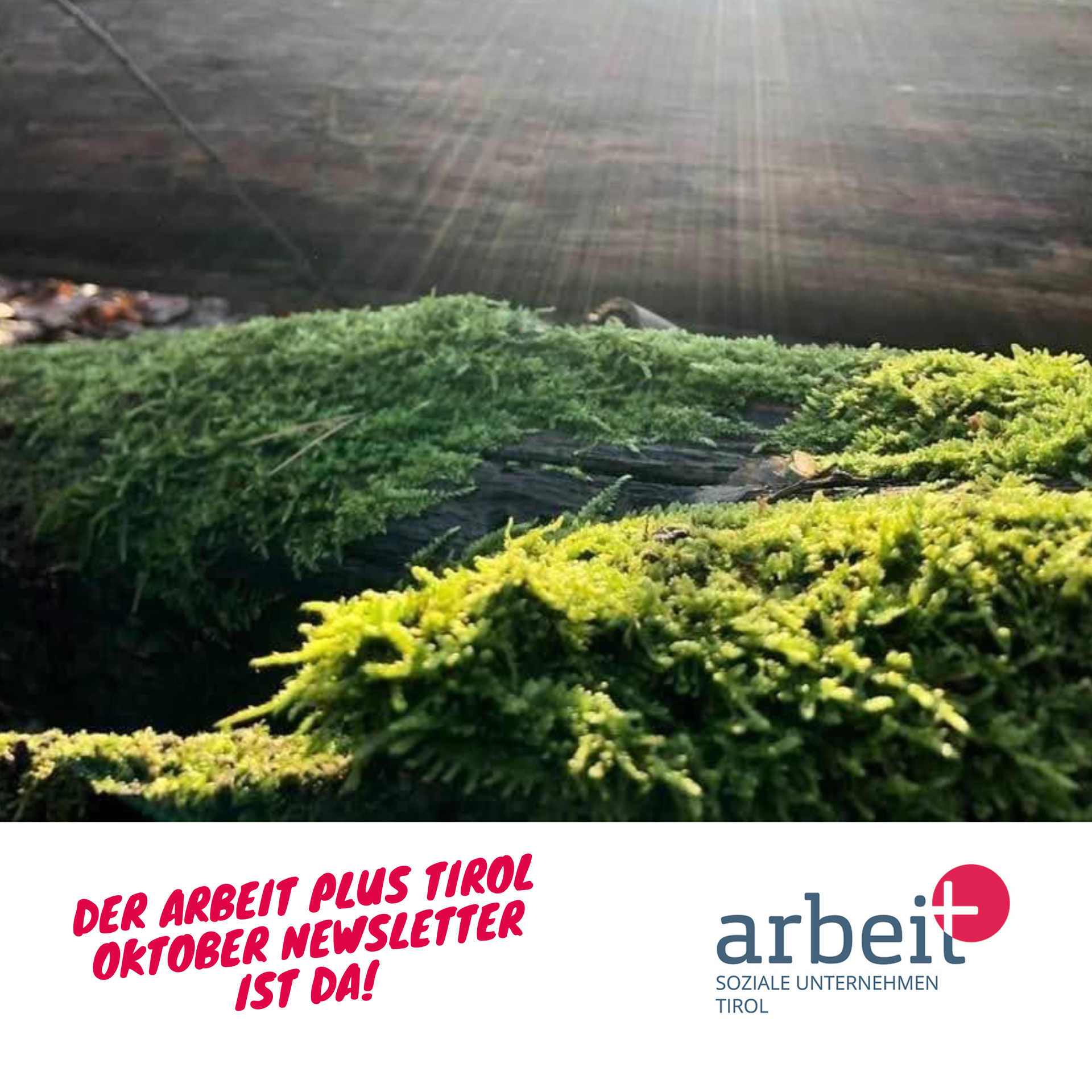 Moos im Sonnenschein mit Teaser Oktober Newsletter