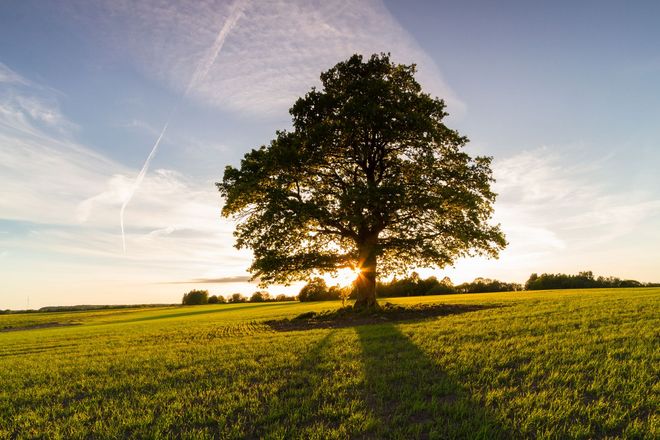 Sunrise behind a lone tree in a green field under a clear sky