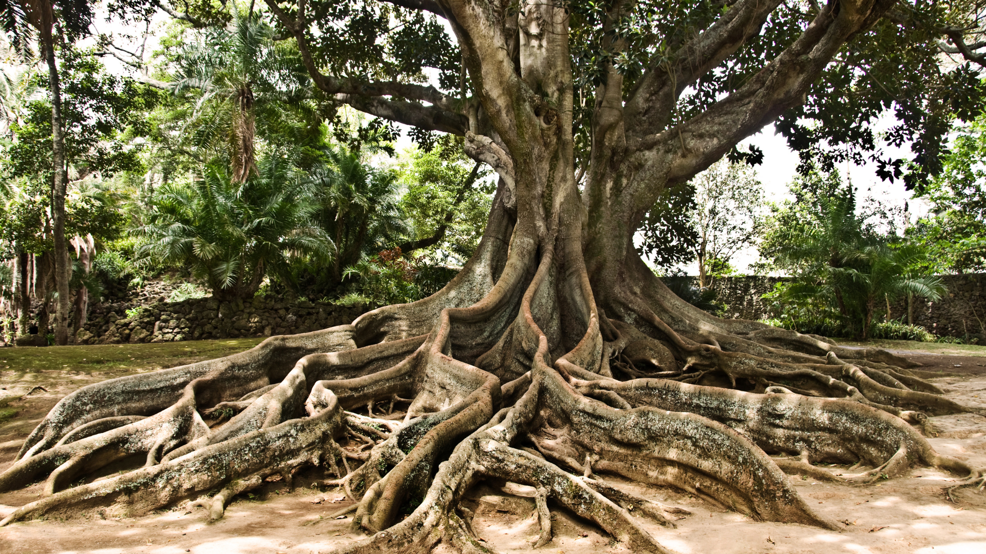 Large tree with sprawling exposed roots in a wooded outdoor setting