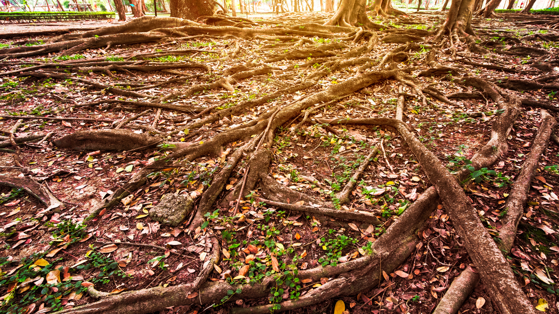 Sunlit forest floor covered with tangled tree roots, dry leaves, and scattered green plants.