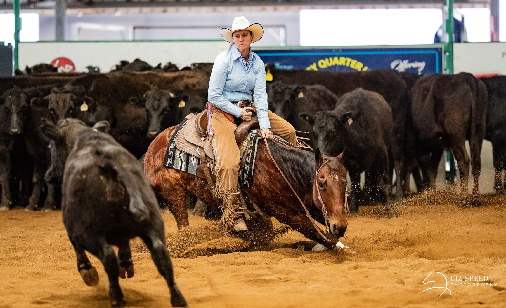Lady on a horse herding cattle in an indoor rodeo arena