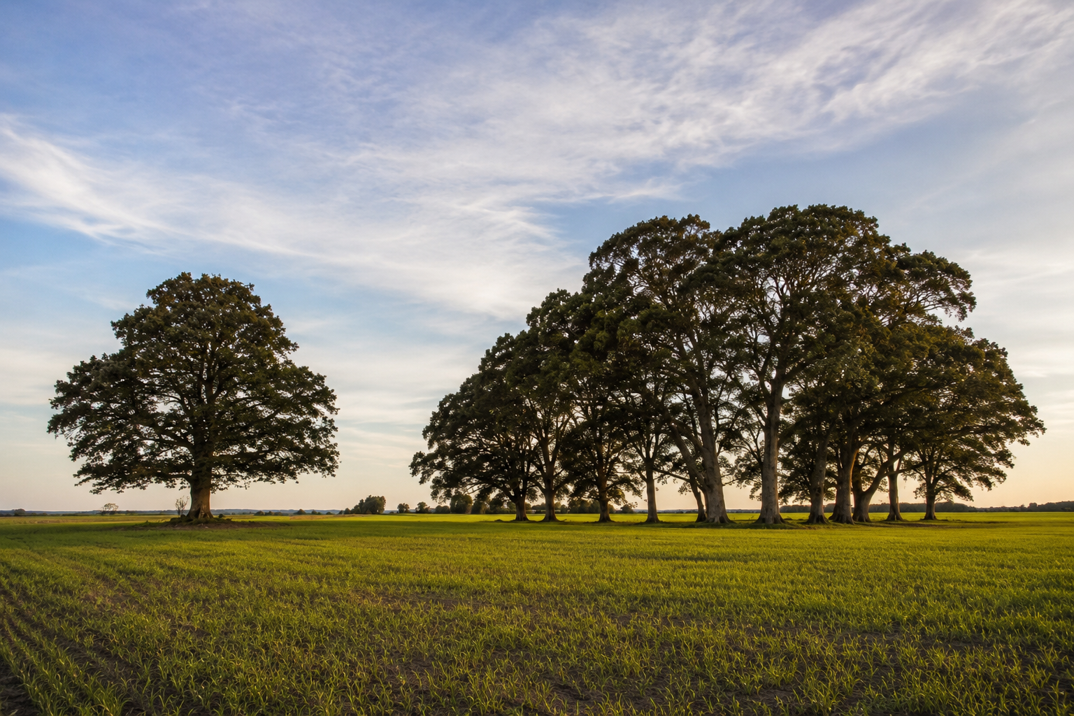 Trees in a green field under a partly cloudy sky at sunset