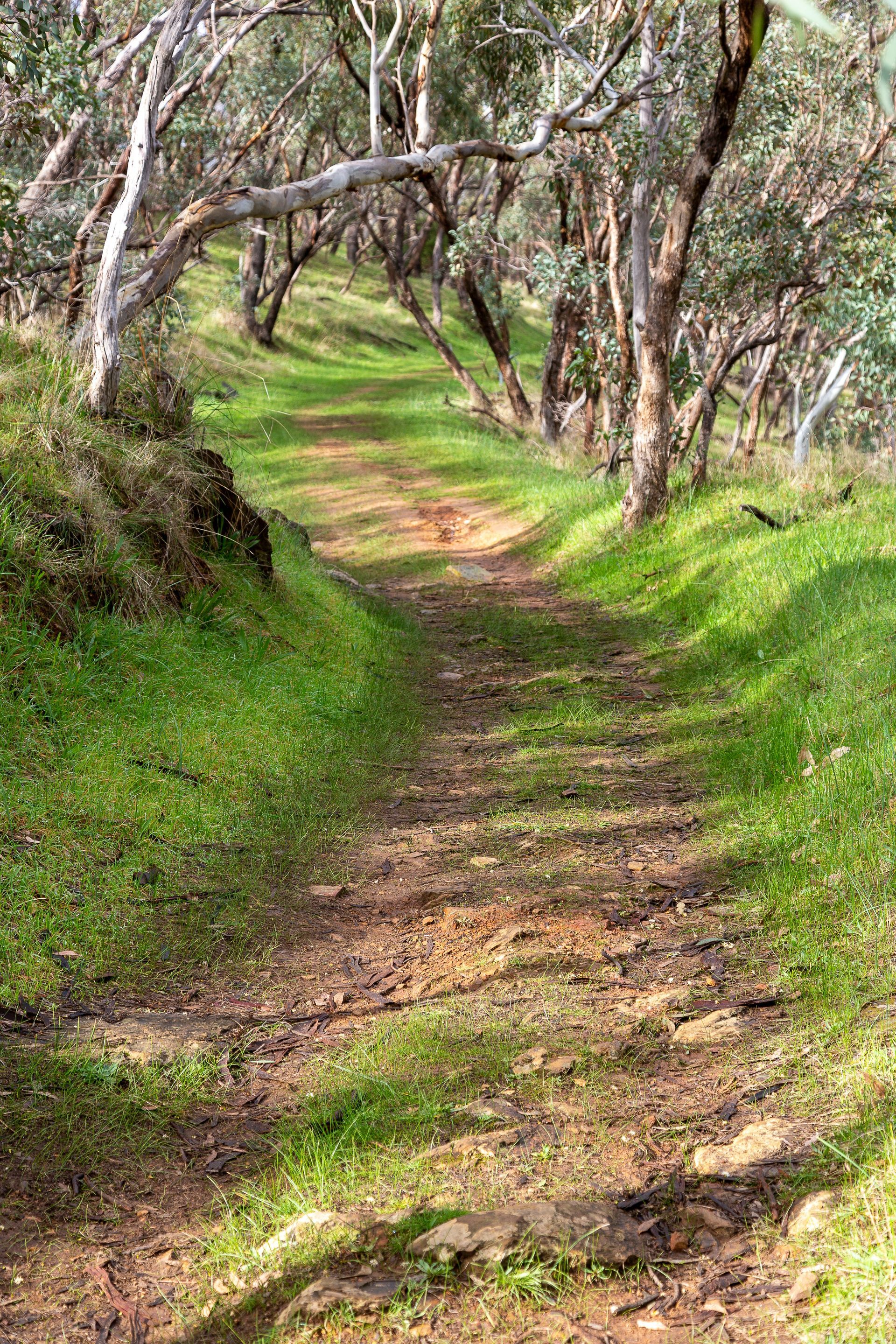 Narrow dirt path winding through a sunlit green woodland with overhanging trees