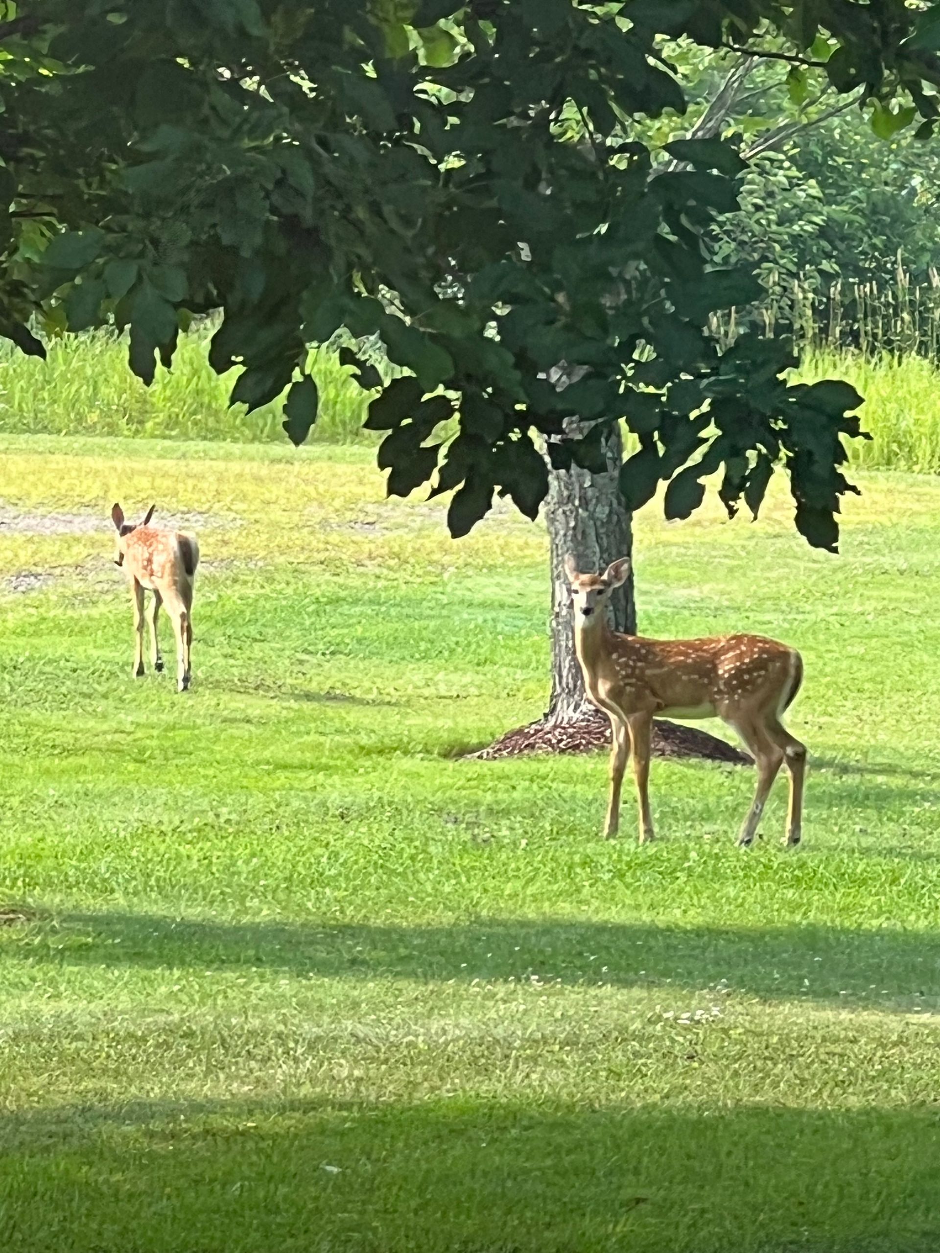 Gallery Flyway Resort in Phillips, WI