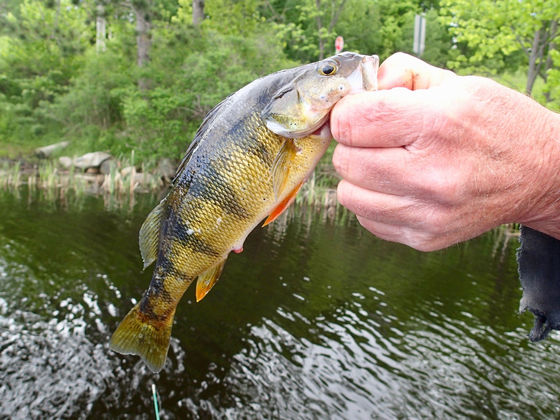 A person is holding a fish in their hand over a body of water.