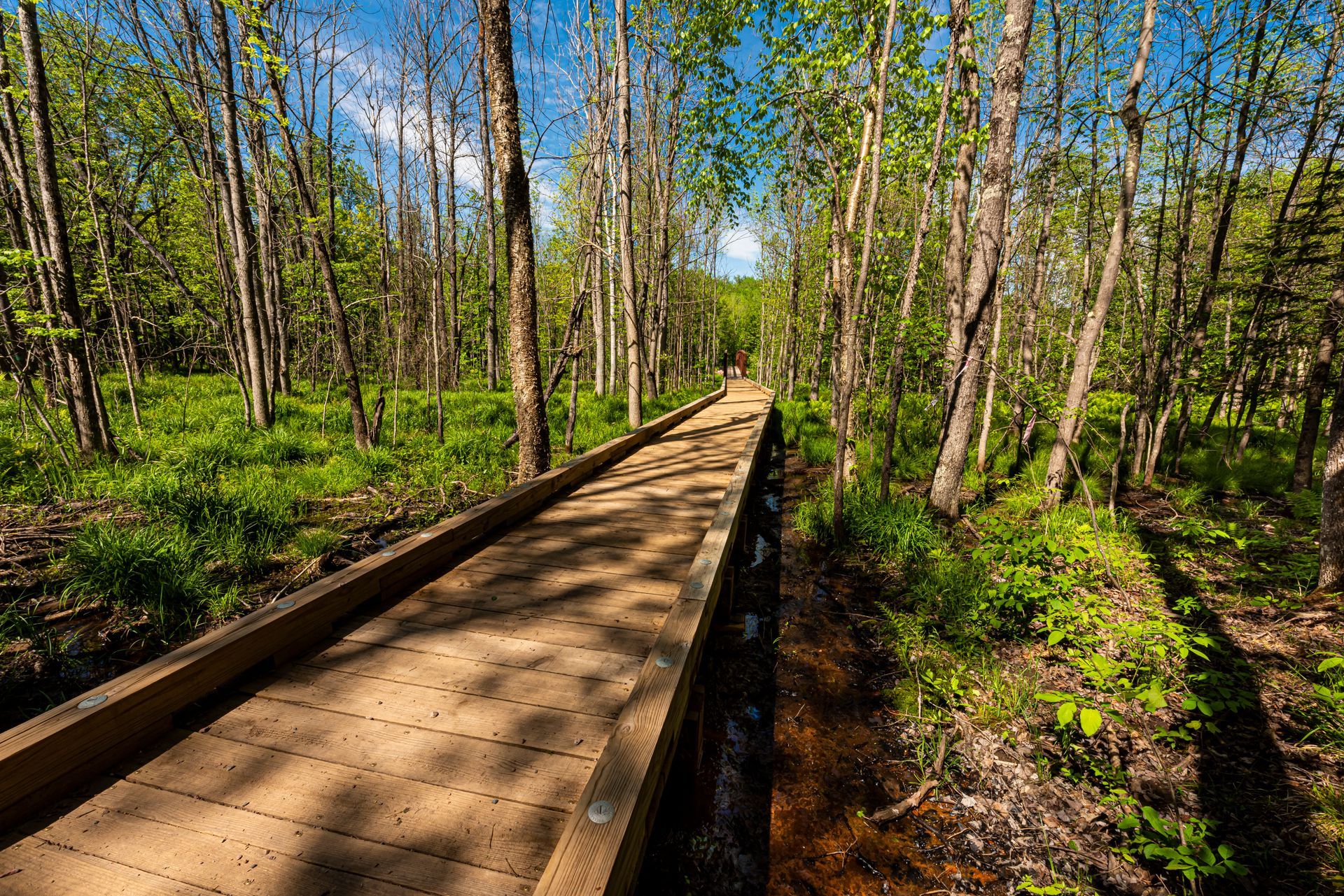 trail-through-woods