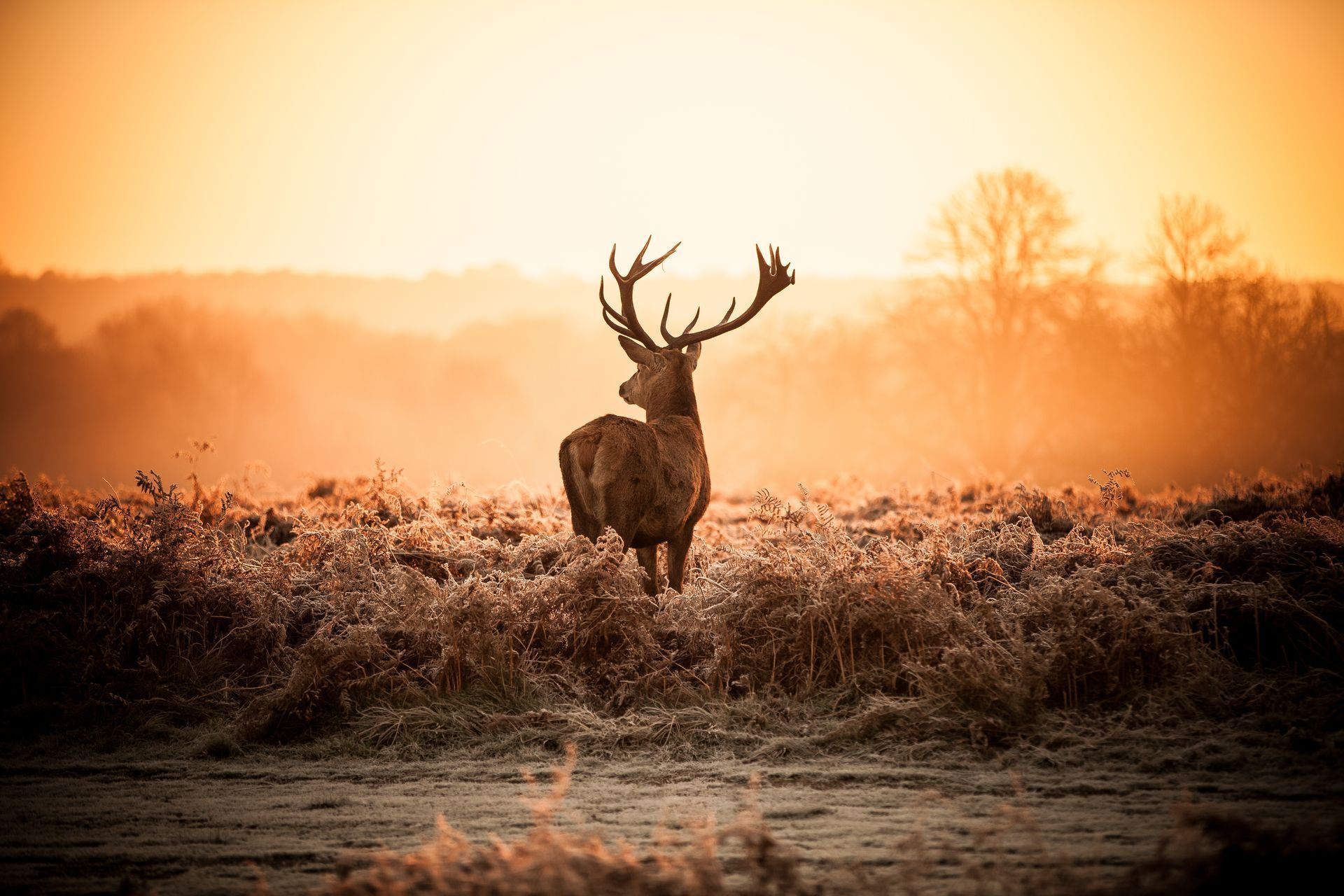elk