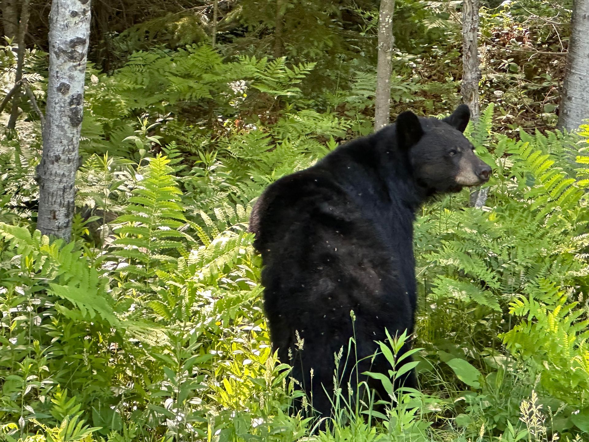 A black bear is standing in the middle of a forest.