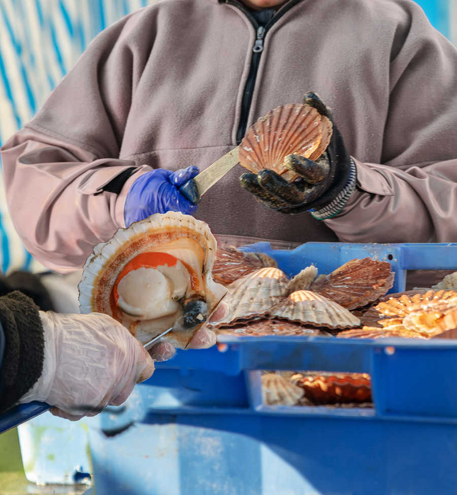 A person is holding a scallop shell in their hand